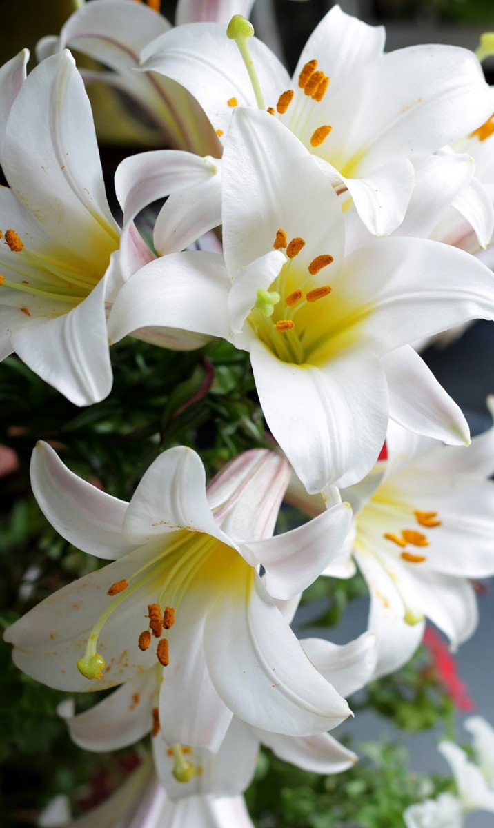 easter-lilies-featured